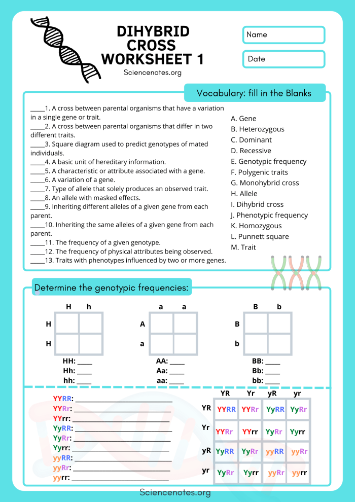 Explore what a gene is with Steve in this educational worksheet for fifth graders on life science concepts Fifth grade life science worksheet featuring Steve the scientist explaining genes and traits