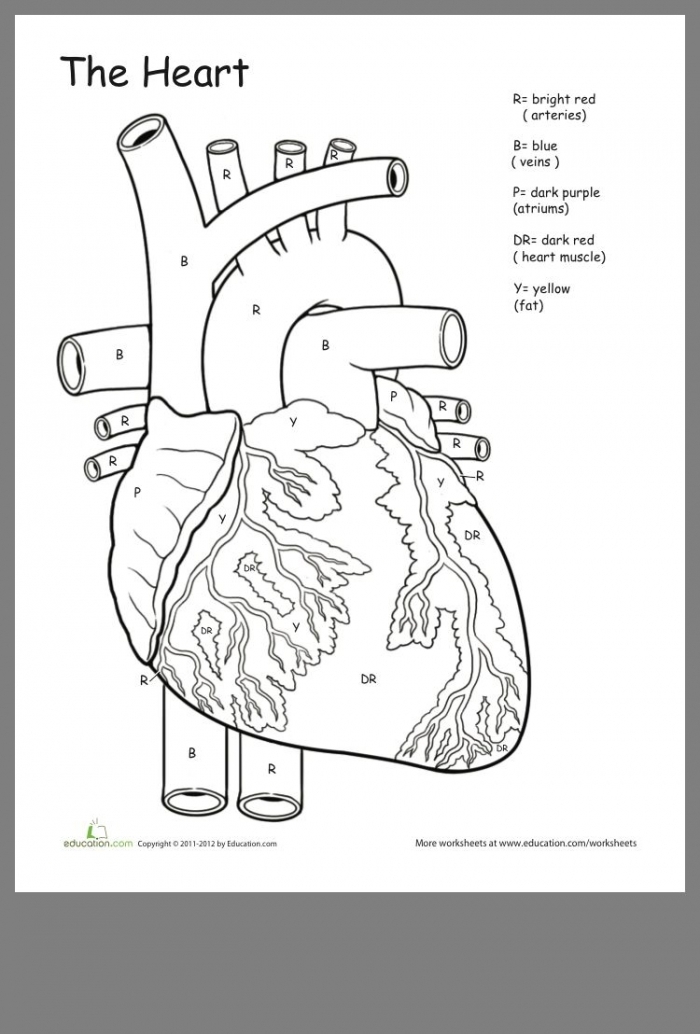 Fifth grade Spanish worksheet illustrating the heart and its parts for Awesome Anatomy series