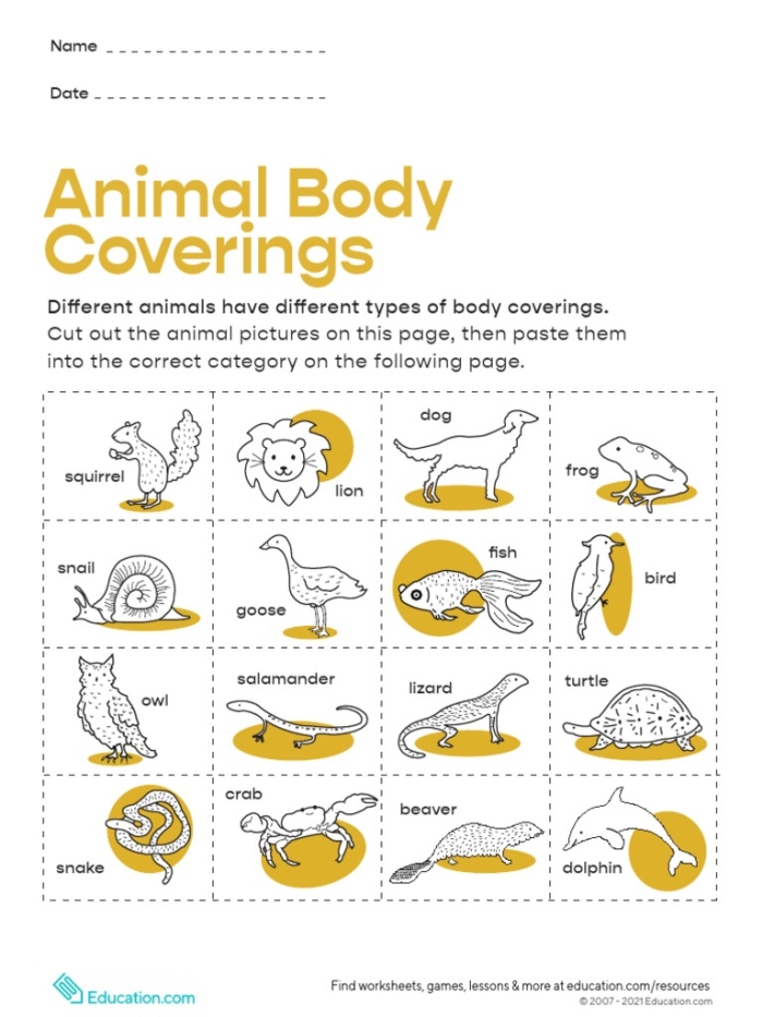 Colorful worksheet for first graders exploring various animal body coverings