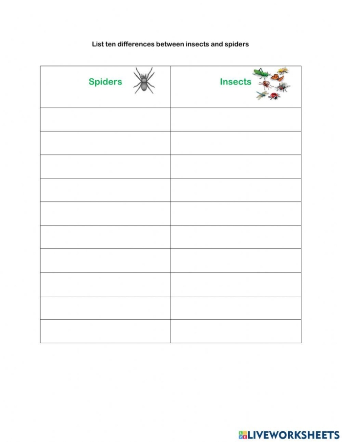 Bug and Spider Identification worksheet for handwriting practice Colorful worksheet featuring common bugs and spiders for first graders
