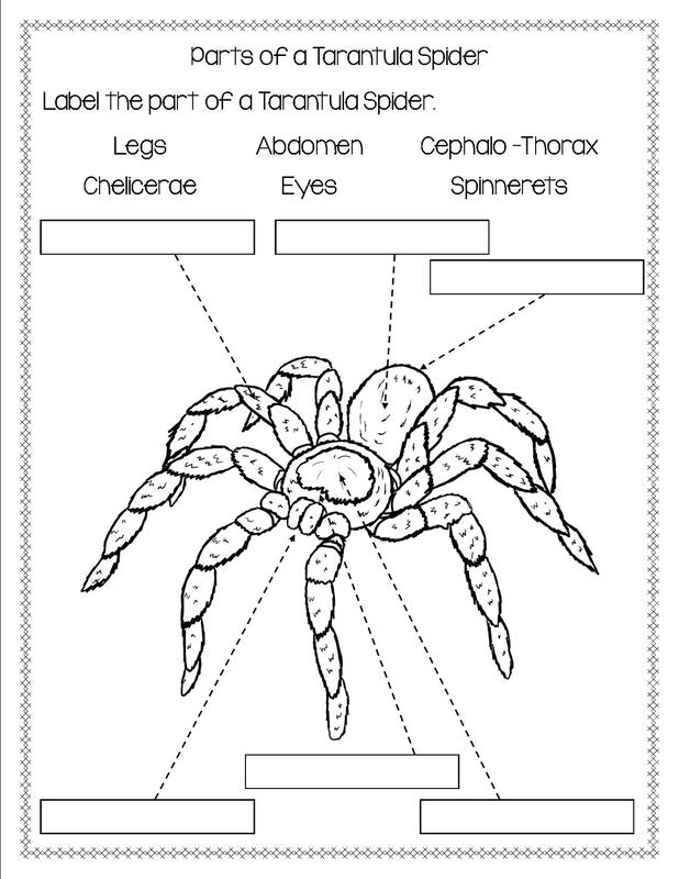 Bug and Spider Identification Worksheet for Handwriting Practice Colorful worksheet for first graders to identify bugs and spiders while practicing handwriting