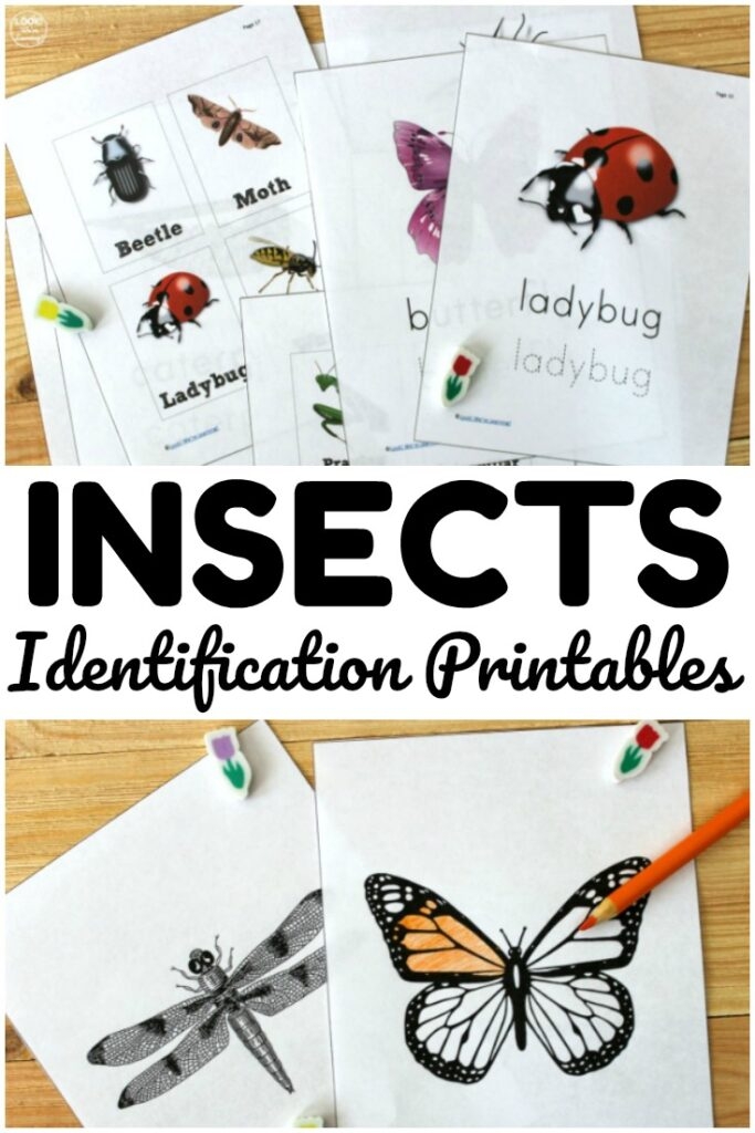 Worksheet image for learning about common insects and arachnids Colorful Bug and Spider Identification worksheet for first graders