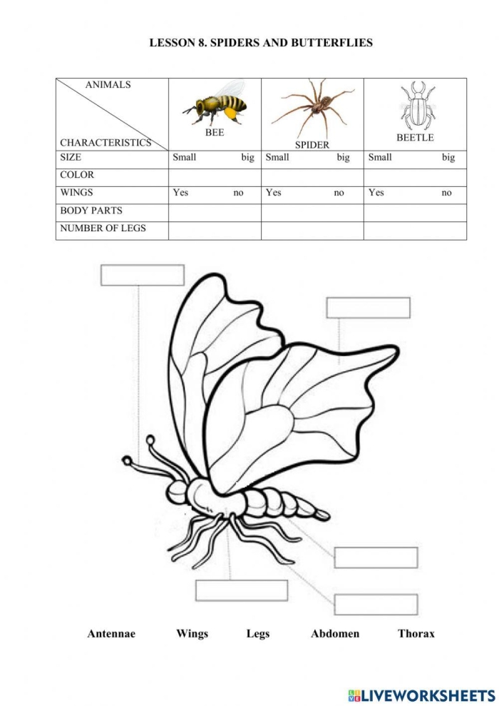 Bug and Spider Identification Worksheet for Grade One Colorful worksheet for first graders to identify bugs and spiders while practicing handwriting