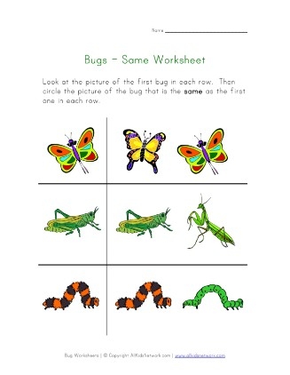 Engaging Bug and Spider Identification activity for young learners Colorful worksheet featuring bug and spider illustrations for first graders