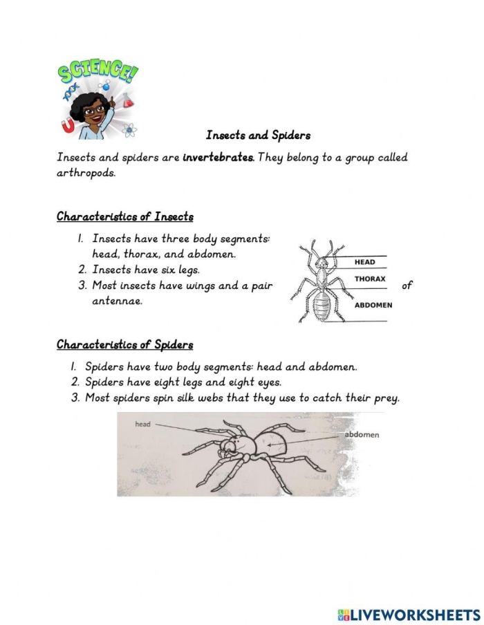 Bug and Spider Identification worksheet for young learners Colorful worksheet for identifying bugs and spiders designed for first graders
