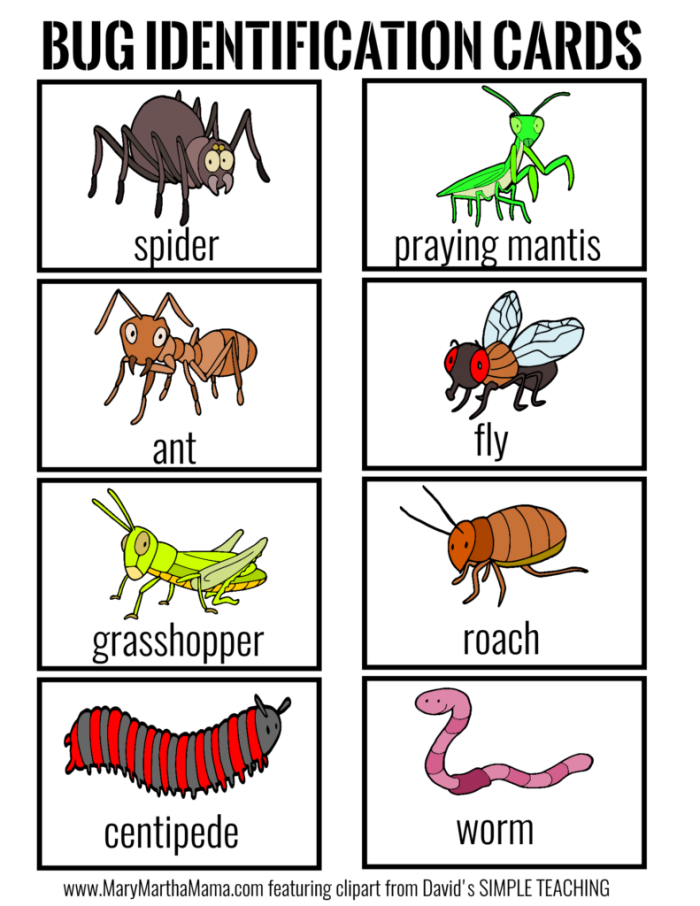 Fun and educational insect and arachnid coloring activity for young learners Colorful worksheet for first graders on bug and spider identification