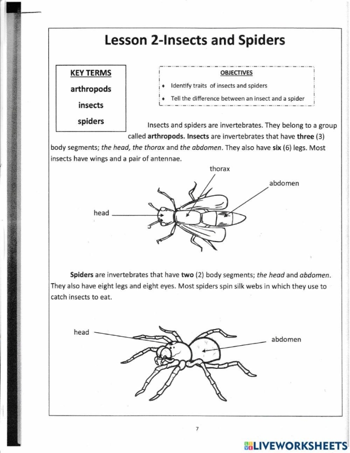 Bug and Spider Identification Worksheet for Handwriting Practice Colorful worksheet featuring common bugs and spiders for first graders