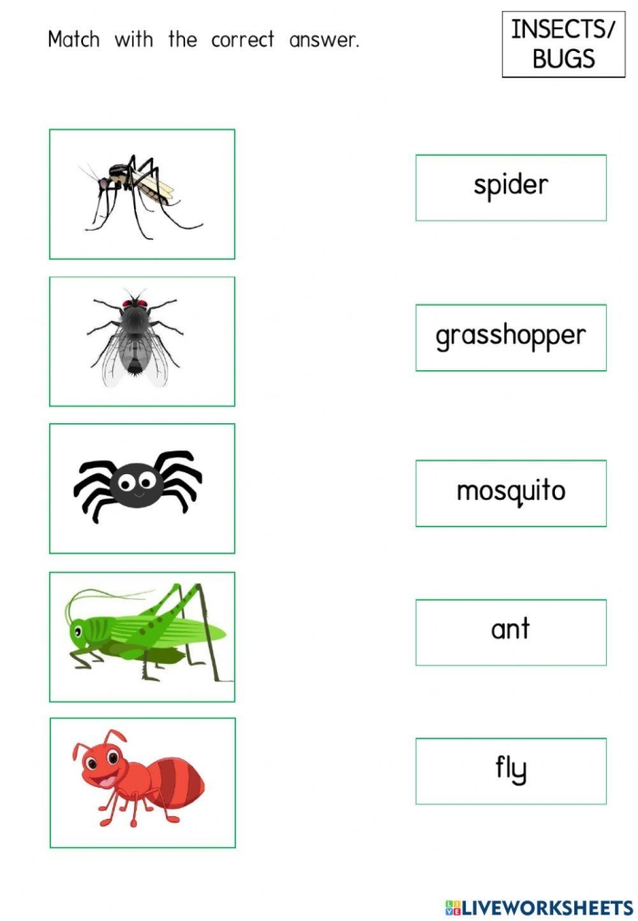 Bug and Spider Identification activity for young learners Colorful worksheet for identifying bugs and spiders aimed at first graders