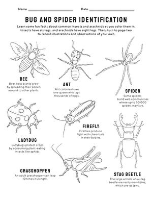 Image title showcasing colorful insects and arachnids for young learners to color in. ALT text for a first-grade handwriting worksheet featuring bug and spider identification activities.