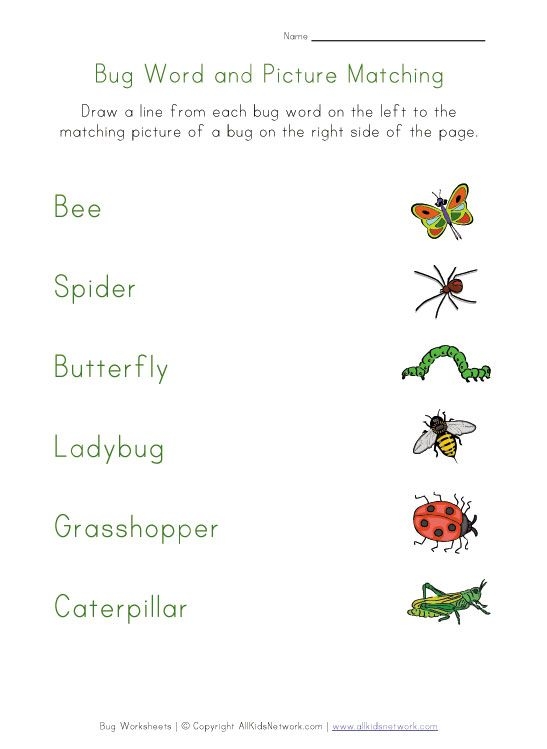 Bug and Spider Identification Worksheet for First Graders Colorful worksheet featuring insect and spider illustrations for identification
