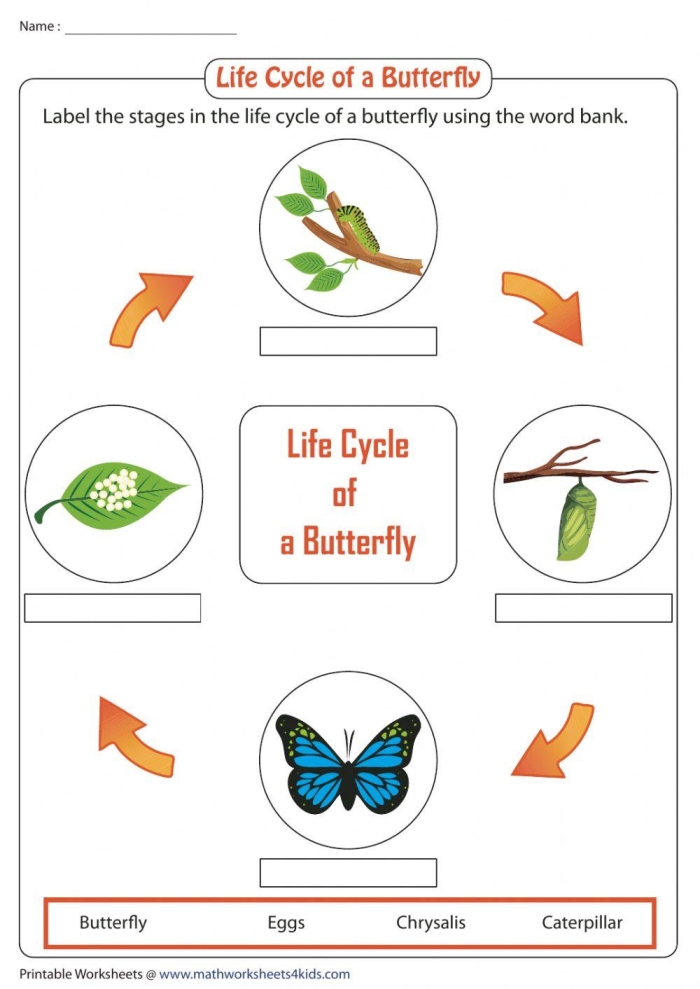 Subtraction worksheet for First Grade Colorful worksheet featuring a labeled diagram of a monarch butterfly for first graders to practice subtraction skills. All About Butterflies worksheet for first grade subtraction activities.