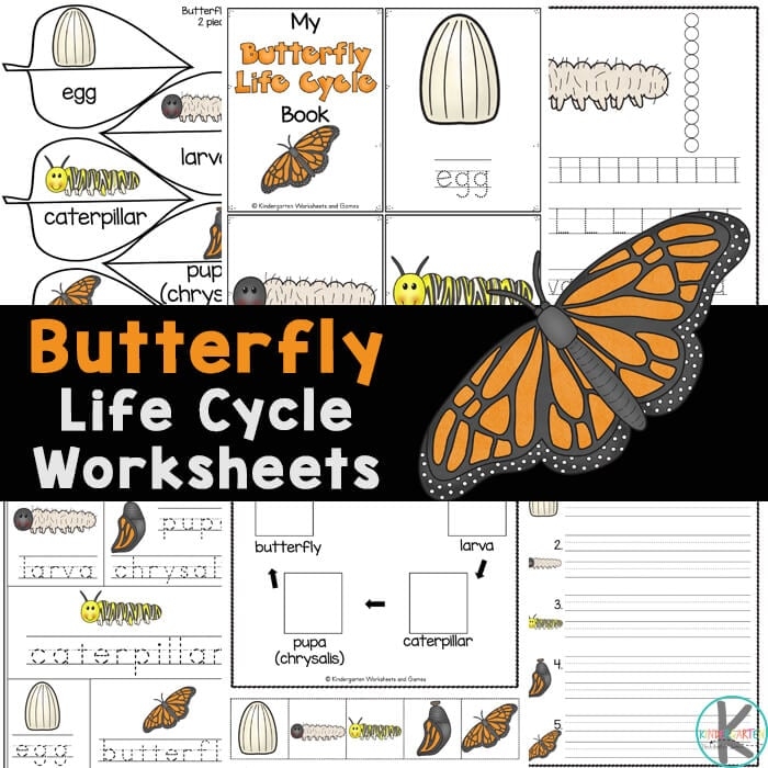 All About Butterflies worksheet image for first graders focusing on subtraction activities Labeled diagram of a monarch butterfly for a first-grade subtraction worksheet on butterflies
