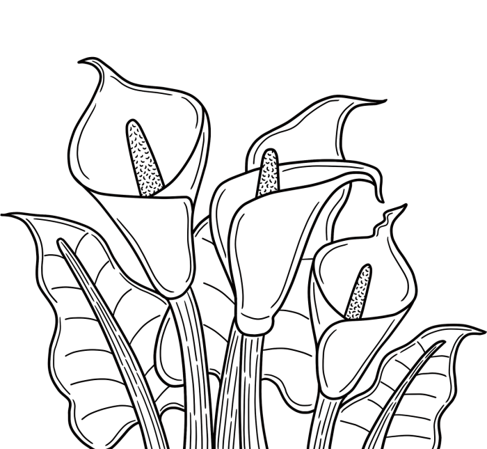 First grade students learning about calla lily flowers with a spring-themed diagram to color and explore