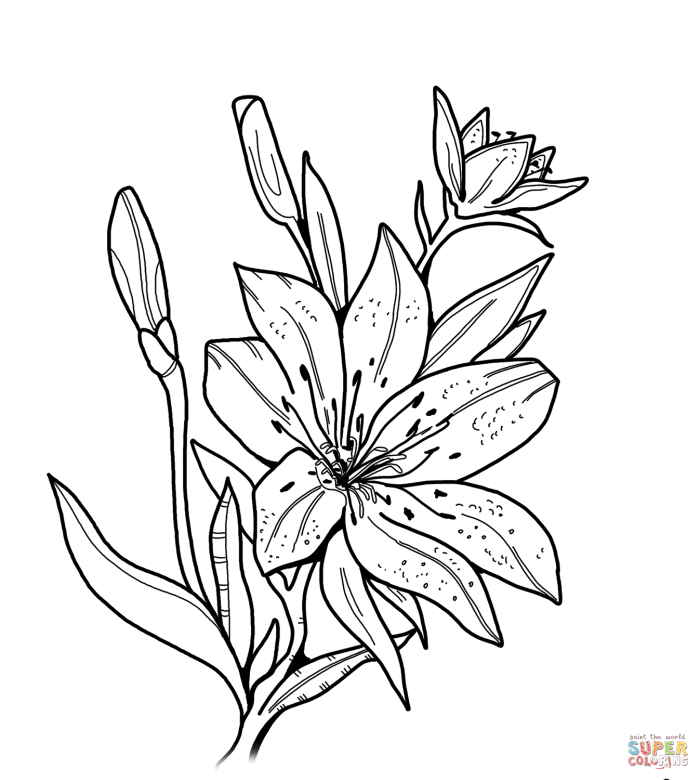 First grade students learn about calla lily flowers with this spring-themed diagram and coloring worksheet activity