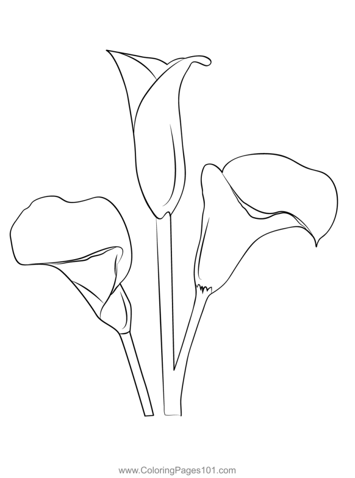First grade students explore and color a labeled diagram of a calla lily flower for spring reading practice