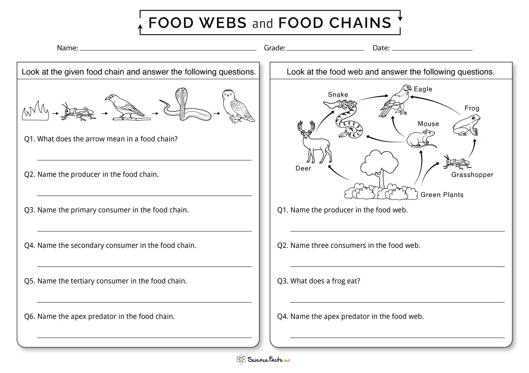 Exploring food webs with the Fun with Food Webs worksheet for fourth graders, image 18 Fourth grade students completing the Fun with Food Webs worksheet to learn about life science