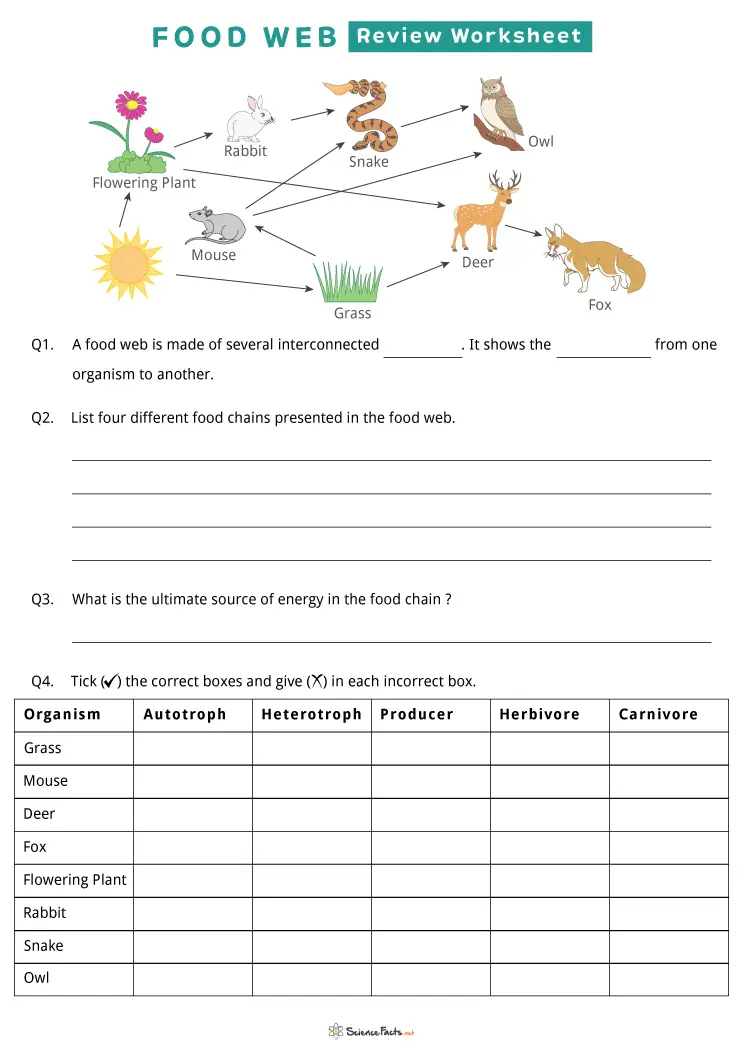 Explore Food Webs with this engaging fourth grade worksheet on life science topics Fourth Grade Fun with Food Webs worksheet showing interconnected animals and plants