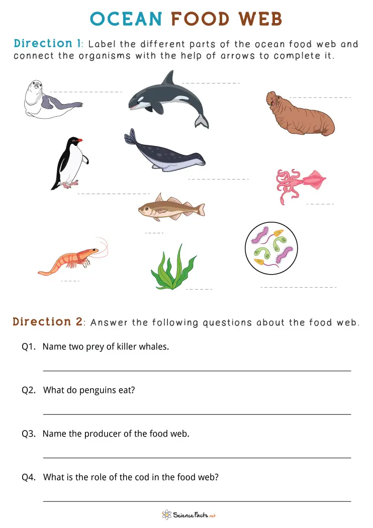 Interactive worksheet for exploring food webs in fourth grade grammar and mechanics lesson, image 12 Fourth grade student completing a Fun with Food Webs worksheet that explains life science concepts