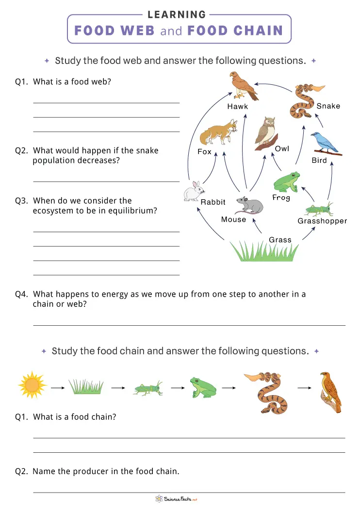 Engaging Fun with Food Webs activity sheet for fourth grade learners in grammar and mechanics Fourth grade students completing a Fun with Food Webs worksheet focused on life science concepts