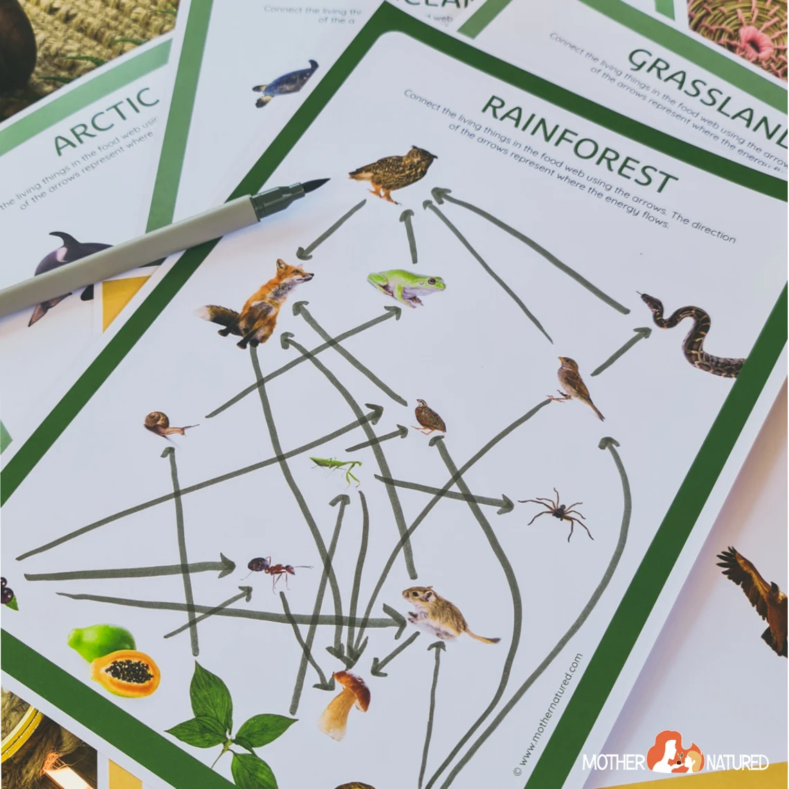 Engaging Food Webs worksheet activity for fourth graders on ecosystems and energy flow Fourth grade students completing a Fun with Food Webs worksheet to learn about life science