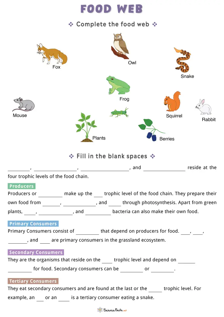 Interactive food webs activity for enhancing grammar and mechanics skills in grade 4 students Fourth grade Fun with Food Webs worksheet focusing on life science concepts
