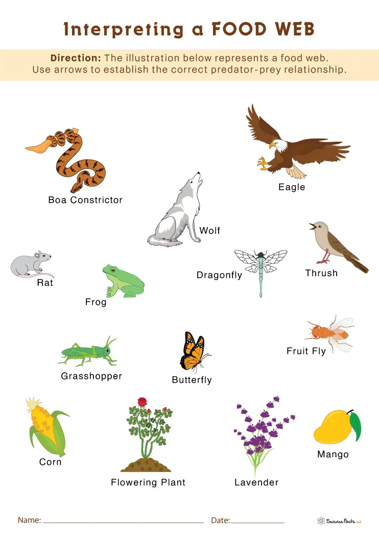 Exploring food webs with a fourth grade Fun with Food Webs worksheet, image 16 Fourth grade student completing a Fun with Food Webs worksheet focused on life science