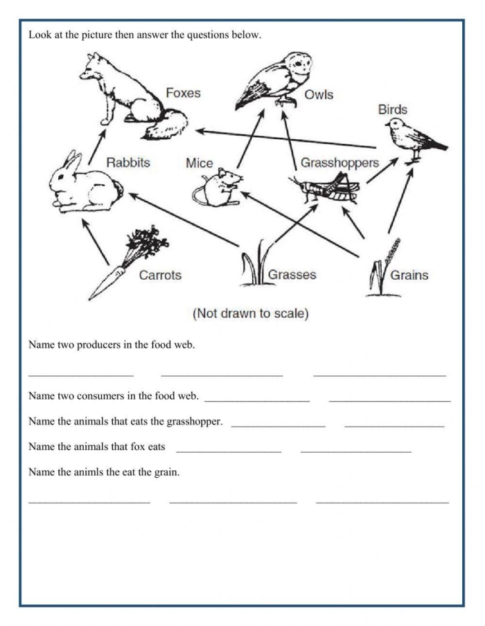 Fun with Food Webs worksheet for fourth graders exploring food chains and ecosystems, image 19 Fourth grade student completing a Fun with Food Webs worksheet focused on life science concepts