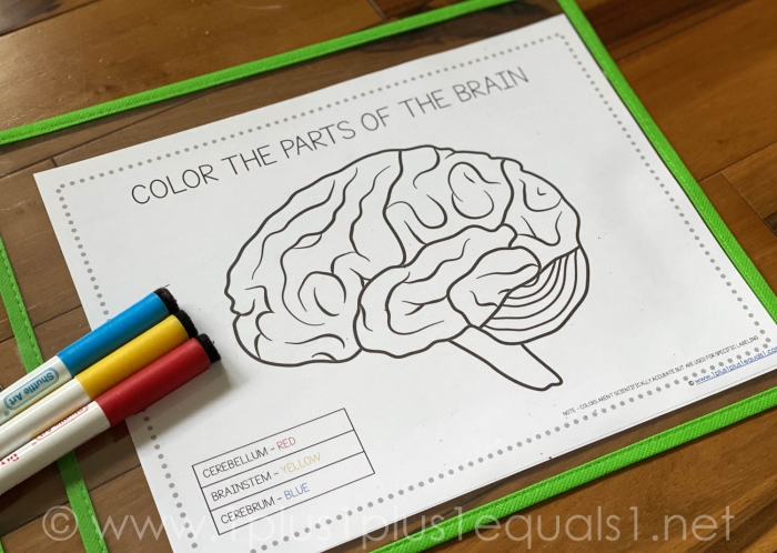 Fourth Grade Geometry worksheet showing a fun brain activity to explore brain functions