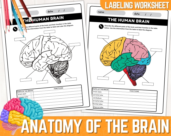 Fourth Grade geometry worksheet exploring basic brain functions with fun activities