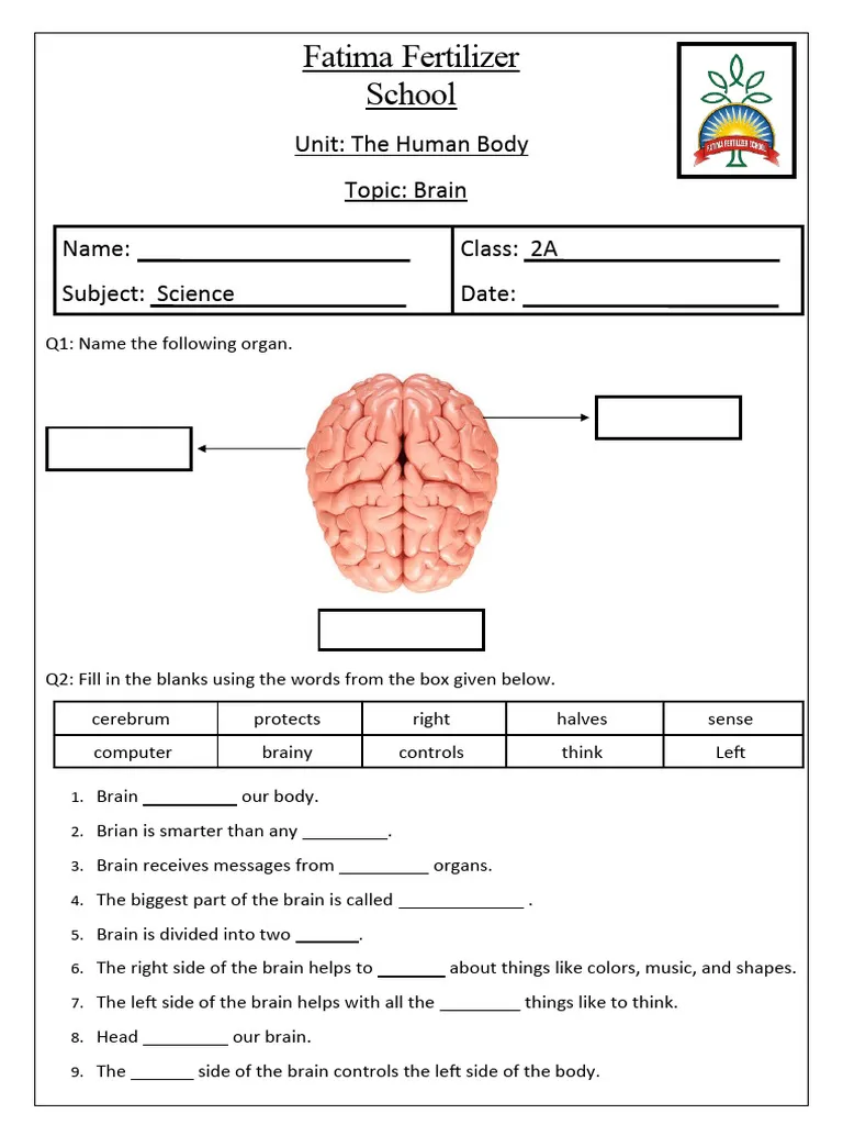 Fourth grade geometry worksheet exploring basic brain functions in a fun way