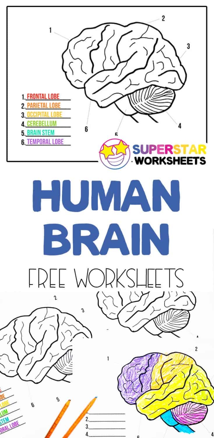 Fourth grade geometry worksheet exploring brain functions and simple facts