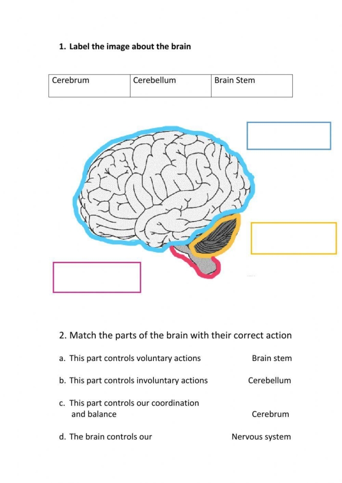 Fourth Grade Your Brain worksheet showing basic brain functions in a fun geometry activity
