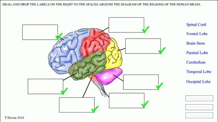 Fourth Grade Geometry worksheet exploring basic brain functions with simple diagrams