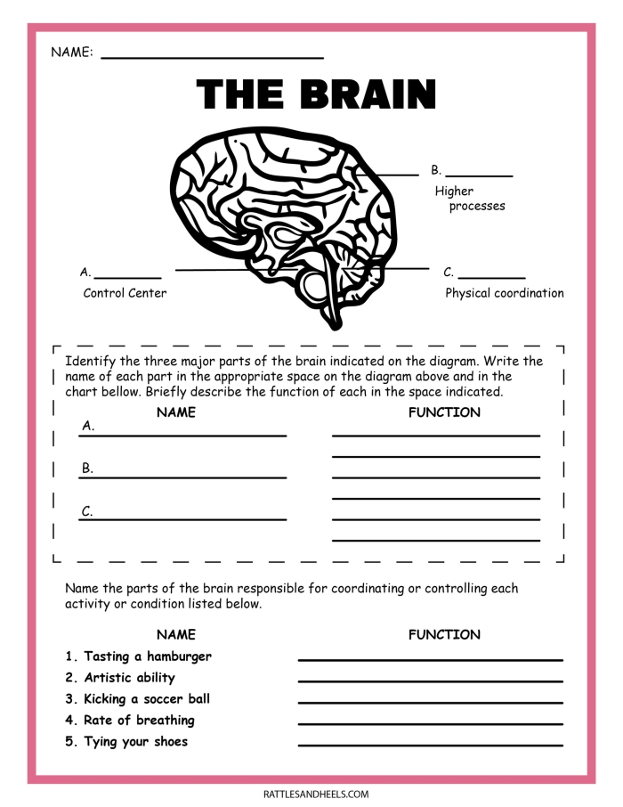 Fourth Grade geometry worksheet exploring basic brain functions