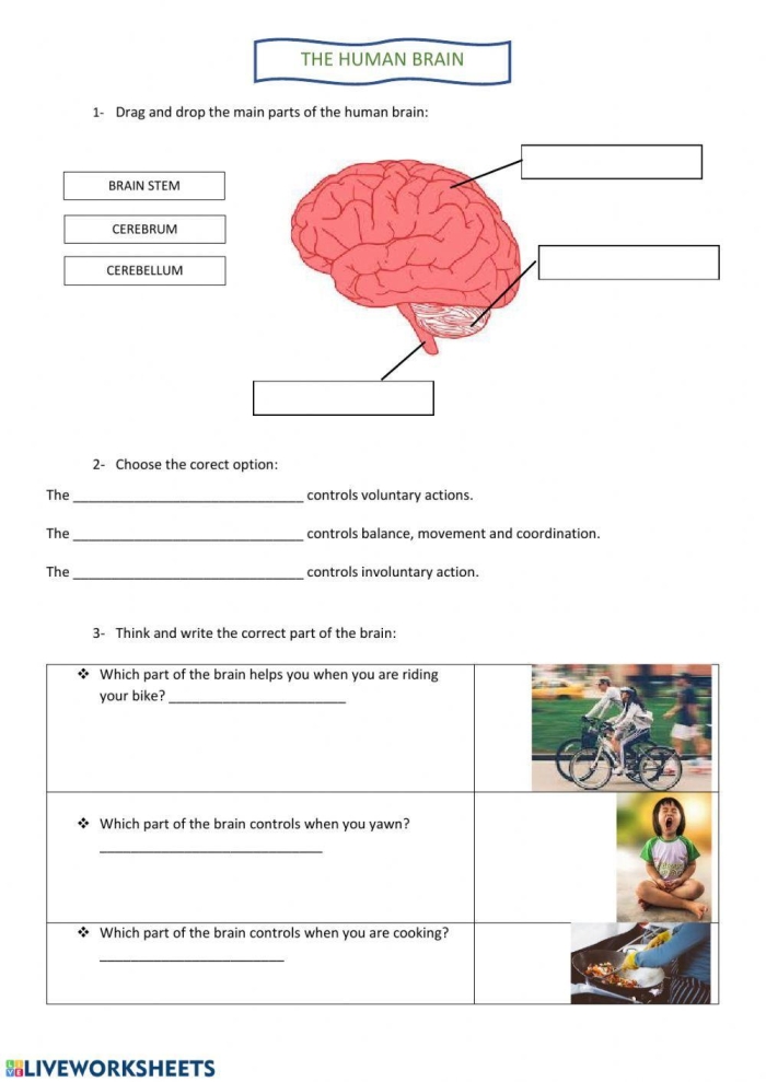 Fourth Grade Geometry worksheet exploring basic brain functions and parts
