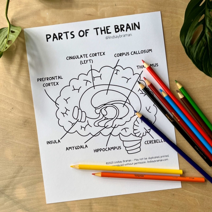 Illustration of a colorful brain diagram highlighting different sections for learning