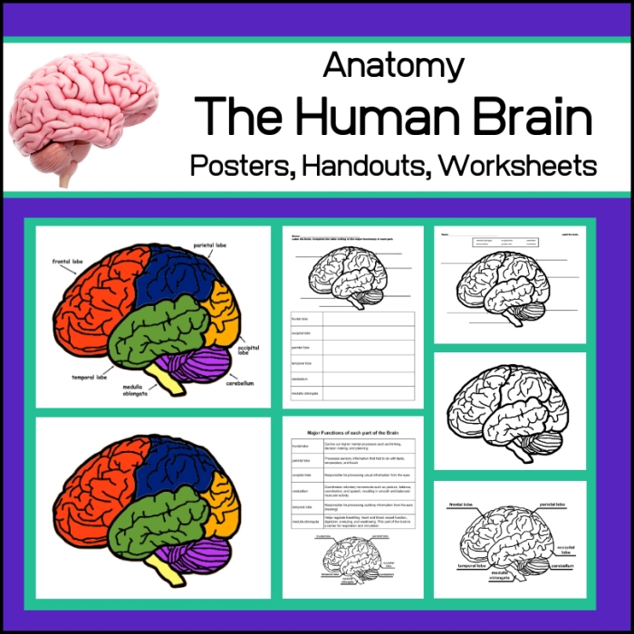 Fourth Grade geometry worksheet exploring basic brain functions and simple diagrams