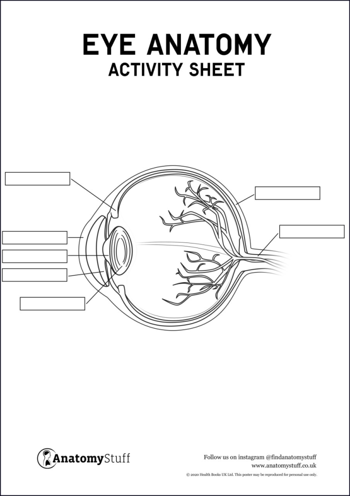 Labeled diagram of the human eye showing parts like the cornea, lens, and retina for fourth grade students learning about vision