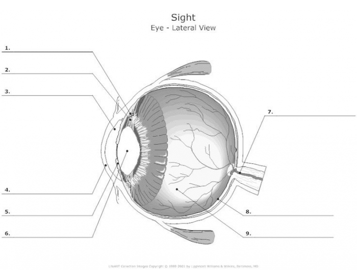 Labeled diagram of the human eye showing parts like the cornea, lens, and retina for fourth grade students learning about vision