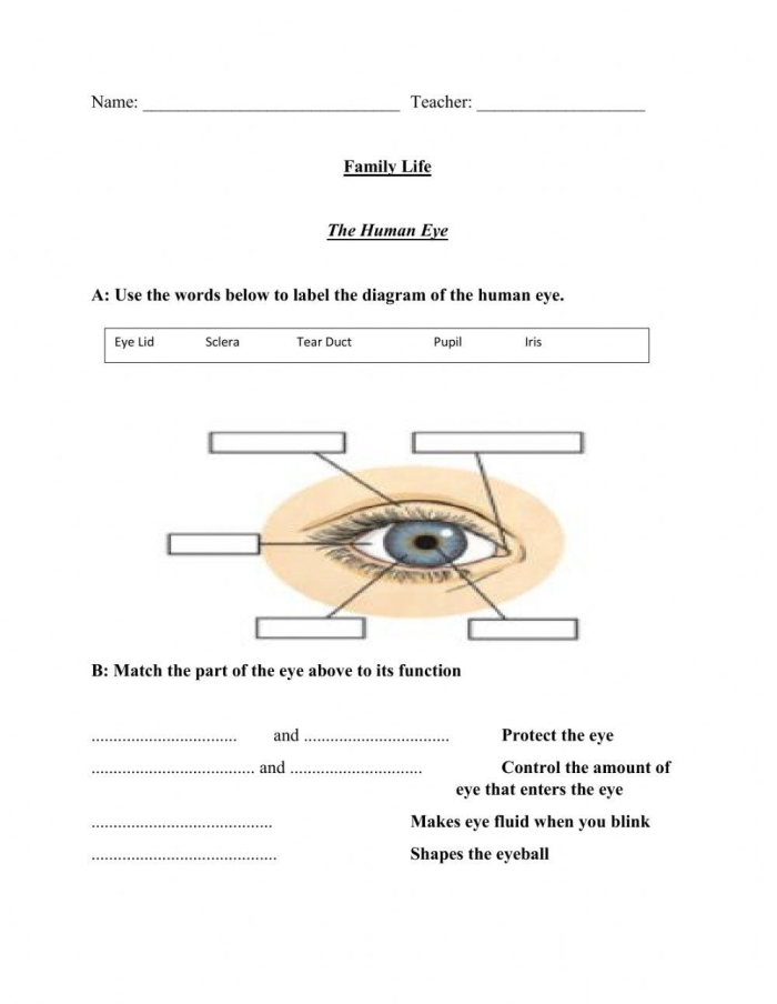 Simple labeled diagram of the human eye showing parts like cornea, lens, and retina for fourth grade students learning about vision