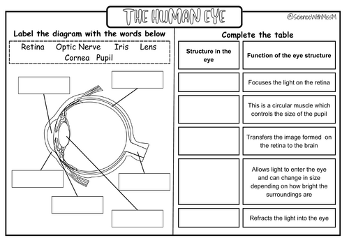 Labeled diagram of the human eye showing parts like the cornea, lens, and retina for fourth grade students learning about vision