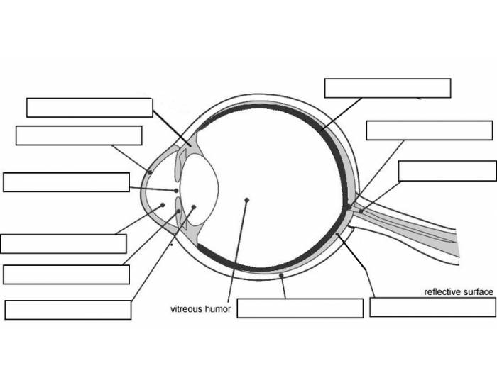 Labeled diagram of the human eye showing parts like the cornea, lens, and retina for fourth grade students learning about vision