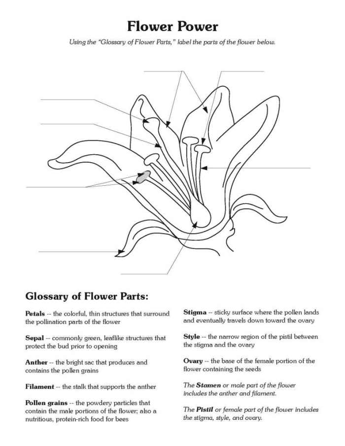 Word Problems Flower Power worksheet helping Erin and Eli in the garden with math skills Fourth grade students solving flower-themed math word problems with addition and subtraction
