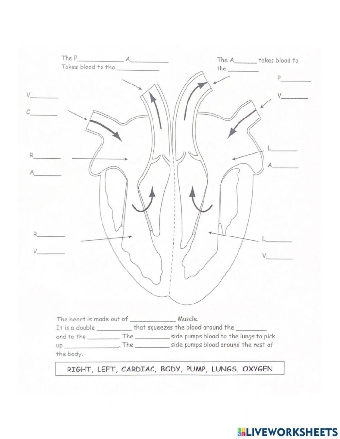How the Heart Works worksheet for understanding the human heart Illustration of the heart's anatomy for educational purposes in a fourth-grade worksheet