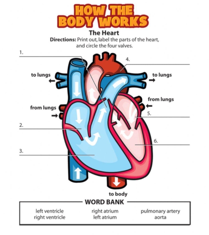 Worksheet image demonstrating how the heart works for counting and learning activities Illustration of a heart anatomy diagram for a fourth-grade worksheet on heart functions