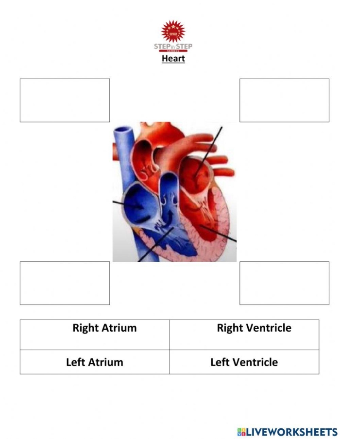 Engaging visual guide on how the heart operates for young learners Diagram illustrating the heart's anatomy and function for a fourth-grade worksheet