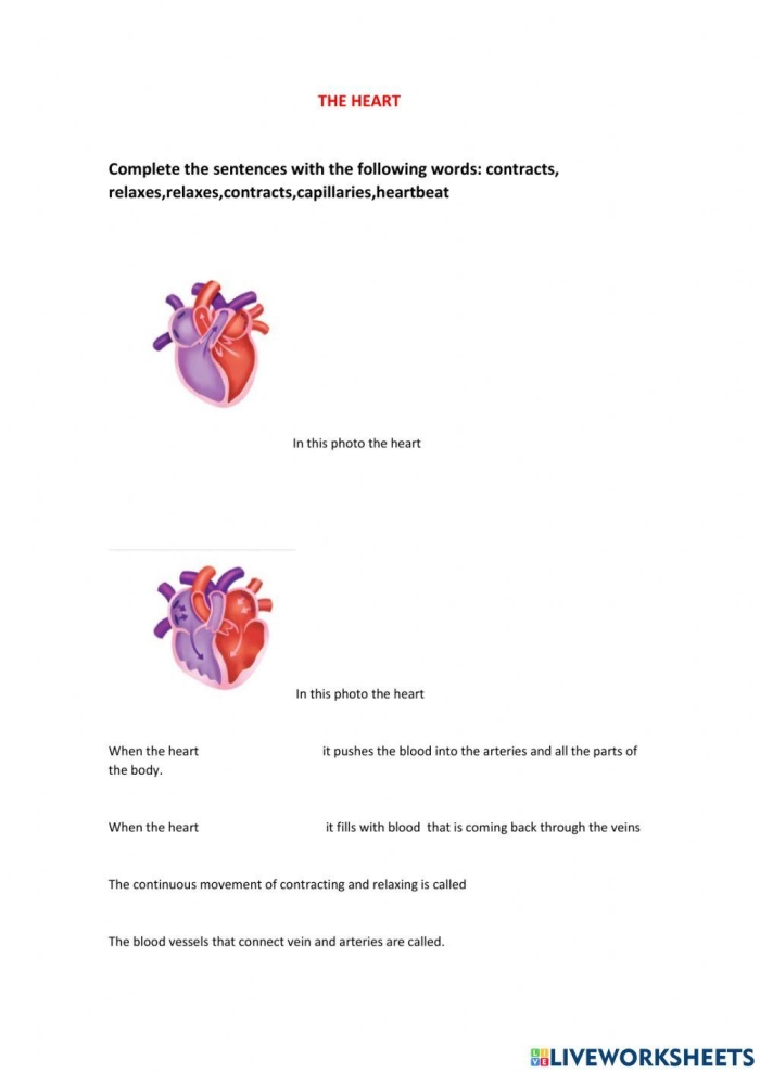 Educational graphic for teaching fourth graders about the functions of the heart Detailed illustration of the heart's anatomy for a fourth-grade worksheet on how the heart works
