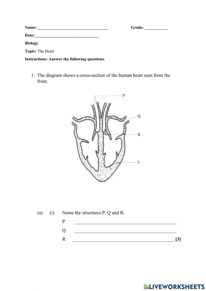 Educational worksheet about how the heart works for fourth-grade students Illustration of a heart anatomy worksheet designed for fourth graders to understand heart functions