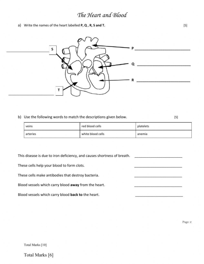 Educational worksheet image depicting the heart's role in the human body for counting and numbers activities Illustration of the heart's anatomy and functions for a fourth-grade worksheet on how the heart works
