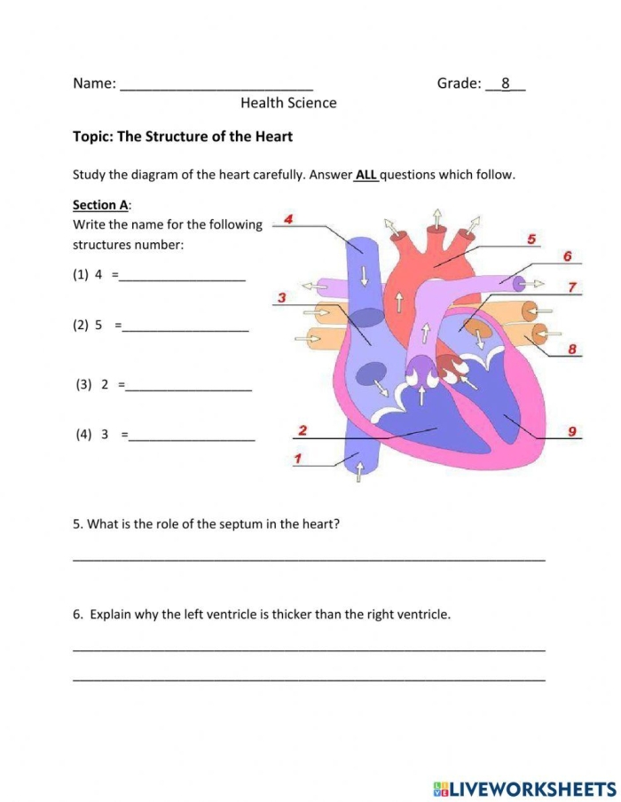Educational worksheet on how the heart works for fourth-grade students Illustration of a heart anatomy worksheet designed for fourth graders focusing on how the heart functions